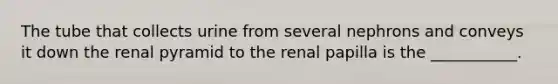 The tube that collects urine from several nephrons and conveys it down the renal pyramid to the renal papilla is the ___________.