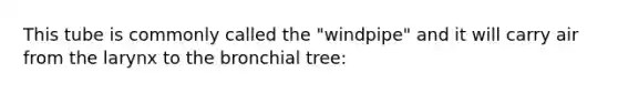 This tube is commonly called the "windpipe" and it will carry air from the larynx to the bronchial tree: