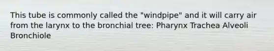 This tube is commonly called the "windpipe" and it will carry air from the larynx to the bronchial tree: Pharynx Trachea Alveoli Bronchiole
