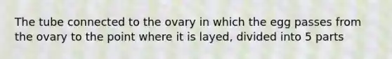 The tube connected to the ovary in which the egg passes from the ovary to the point where it is layed, divided into 5 parts