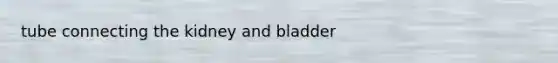 tube connecting the kidney and bladder