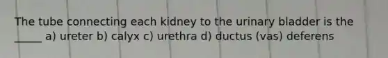 The tube connecting each kidney to the urinary bladder is the _____ a) ureter b) calyx c) urethra d) ductus (vas) deferens