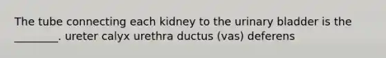 The tube connecting each kidney to the urinary bladder is the ________. ureter calyx urethra ductus (vas) deferens