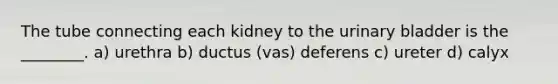 The tube connecting each kidney to the urinary bladder is the ________. a) urethra b) ductus (vas) deferens c) ureter d) calyx