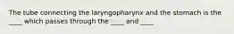 The tube connecting the laryngopharynx and the stomach is the ____ which passes through the ____ and ____