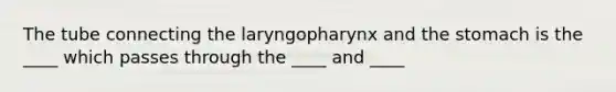 The tube connecting the laryngopharynx and the stomach is the ____ which passes through the ____ and ____