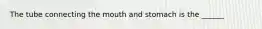 The tube connecting the mouth and stomach is the ______