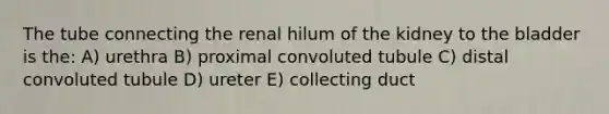 The tube connecting the renal hilum of the kidney to the bladder is the: A) urethra B) proximal convoluted tubule C) distal convoluted tubule D) ureter E) collecting duct