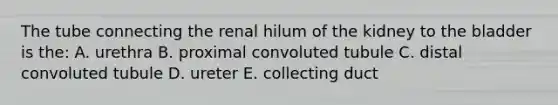 The tube connecting the renal hilum of the kidney to the bladder is the: A. urethra B. proximal convoluted tubule C. distal convoluted tubule D. ureter E. collecting duct