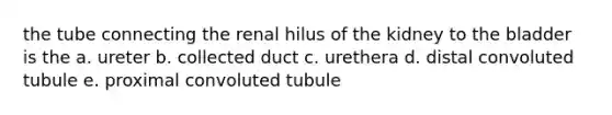 the tube connecting the renal hilus of the kidney to the bladder is the a. ureter b. collected duct c. urethera d. distal convoluted tubule e. proximal convoluted tubule