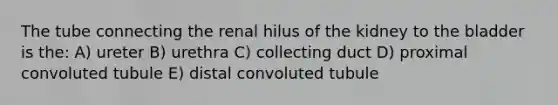 The tube connecting the renal hilus of the kidney to the bladder is the: A) ureter B) urethra C) collecting duct D) proximal convoluted tubule E) distal convoluted tubule