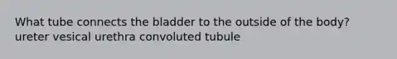 What tube connects the bladder to the outside of the body? ureter vesical urethra convoluted tubule