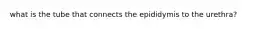 what is the tube that connects the epididymis to the urethra?