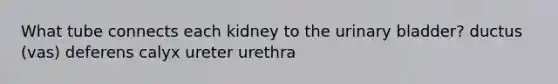 What tube connects each kidney to the urinary bladder? ductus (vas) deferens calyx ureter urethra