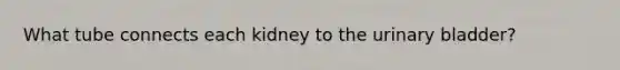 What tube connects each kidney to the urinary bladder?