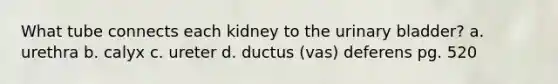 What tube connects each kidney to the urinary bladder? a. urethra b. calyx c. ureter d. ductus (vas) deferens pg. 520