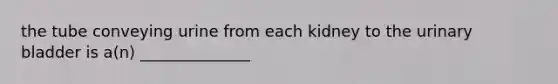 the tube conveying urine from each kidney to the urinary bladder is a(n) ______________