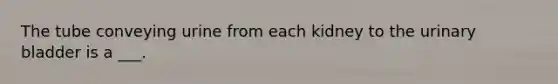 The tube conveying urine from each kidney to the urinary bladder is a ___.