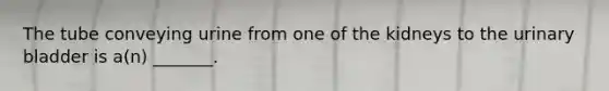 The tube conveying urine from one of the kidneys to the urinary bladder is a(n) _______.