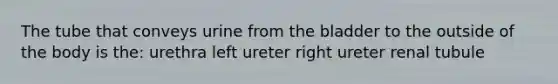 The tube that conveys urine from the bladder to the outside of the body is the: urethra left ureter right ureter renal tubule