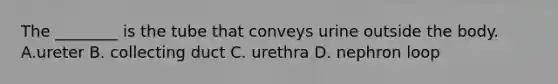 The ________ is the tube that conveys urine outside the body. A.ureter B. collecting duct C. urethra D. nephron loop