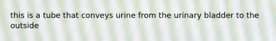 this is a tube that conveys urine from the urinary bladder to the outside