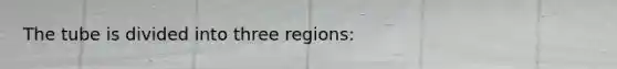 The tube is divided into three regions: