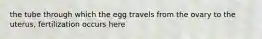 the tube through which the egg travels from the ovary to the uterus, fertilization occurs here