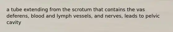 a tube extending from the scrotum that contains the vas deferens, blood and lymph vessels, and nerves, leads to pelvic cavity