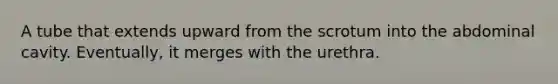 A tube that extends upward from the scrotum into the abdominal cavity. Eventually, it merges with the urethra.
