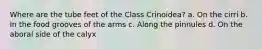 Where are the tube feet of the Class Crinoidea? a. On the cirri b. In the food grooves of the arms c. Along the pinnules d. On the aboral side of the calyx