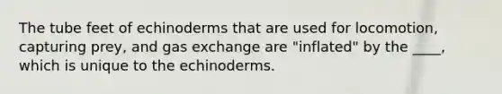 The tube feet of echinoderms that are used for locomotion, capturing prey, and gas exchange are "inflated" by the ____, which is unique to the echinoderms.
