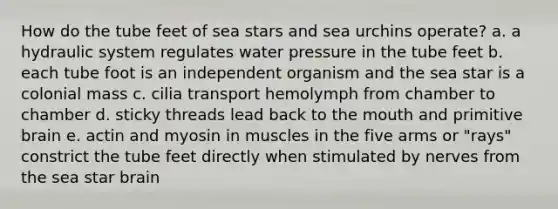 How do the tube feet of sea stars and sea urchins operate? a. a hydraulic system regulates water pressure in the tube feet b. each tube foot is an independent organism and the sea star is a colonial mass c. cilia transport hemolymph from chamber to chamber d. sticky threads lead back to <a href='https://www.questionai.com/knowledge/krBoWYDU6j-the-mouth' class='anchor-knowledge'>the mouth</a> and primitive brain e. actin and myosin in muscles in the five arms or "rays" constrict the tube feet directly when stimulated by nerves from the sea star brain