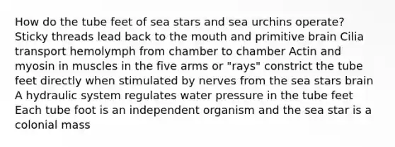 How do the tube feet of sea stars and sea urchins operate? Sticky threads lead back to the mouth and primitive brain Cilia transport hemolymph from chamber to chamber Actin and myosin in muscles in the five arms or "rays" constrict the tube feet directly when stimulated by nerves from the sea stars brain A hydraulic system regulates water pressure in the tube feet Each tube foot is an independent organism and the sea star is a colonial mass