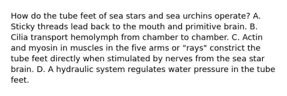 How do the tube feet of sea stars and sea urchins operate? A. Sticky threads lead back to the mouth and primitive brain. B. Cilia transport hemolymph from chamber to chamber. C. Actin and myosin in muscles in the five arms or "rays" constrict the tube feet directly when stimulated by nerves from the sea star brain. D. A hydraulic system regulates water pressure in the tube feet.