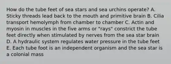 How do the tube feet of sea stars and sea urchins operate? A. Sticky threads lead back to the mouth and primitive brain B. Cilia transport hemolymph from chamber to chamber C. Actin and myosin in muscles in the five arms or "rays" constrict the tube feet directly when stimulated by nerves from the sea star brain D. A hydraulic system regulates water pressure in the tube feet E. Each tube foot is an independent organism and the sea star is a colonial mass