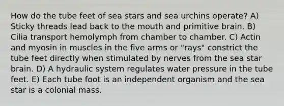 How do the tube feet of sea stars and sea urchins operate? A) Sticky threads lead back to the mouth and primitive brain. B) Cilia transport hemolymph from chamber to chamber. C) Actin and myosin in muscles in the five arms or "rays" constrict the tube feet directly when stimulated by nerves from the sea star brain. D) A hydraulic system regulates water pressure in the tube feet. E) Each tube foot is an independent organism and the sea star is a colonial mass.