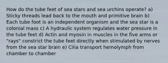 How do the tube feet of sea stars and sea urchins operate? a) Sticky threads lead back to the mouth and primitive brain b) Each tube foot is an independent organism and the sea star is a colonial mass c) A hydraulic system regulates water pressure in the tube feet d) Actin and myosin in muscles in the five arms or "rays" constrict the tube feet directly when stimulated by nerves from the sea star brain e) Cilia transport hemolymph from chamber to chamber