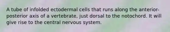 A tube of infolded ectodermal cells that runs along the anterior-posterior axis of a vertebrate, just dorsal to the notochord. It will give rise to the central nervous system.