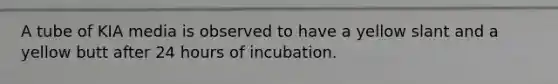 A tube of KIA media is observed to have a yellow slant and a yellow butt after 24 hours of incubation.