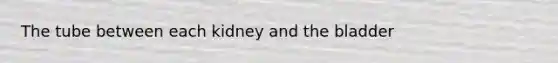 The tube between each kidney and the bladder