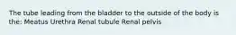 The tube leading from the bladder to the outside of the body is the: Meatus Urethra Renal tubule Renal pelvis