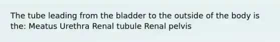 The tube leading from the bladder to the outside of the body is the: Meatus Urethra Renal tubule Renal pelvis