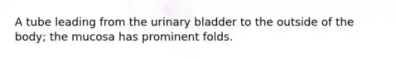 A tube leading from the <a href='https://www.questionai.com/knowledge/kb9SdfFdD9-urinary-bladder' class='anchor-knowledge'>urinary bladder</a> to the outside of the body; the mucosa has prominent folds.