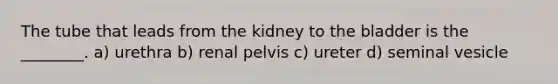 The tube that leads from the kidney to the bladder is the ________. a) urethra b) renal pelvis c) ureter d) seminal vesicle