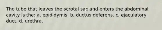 The tube that leaves the scrotal sac and enters the abdominal cavity is the: a. epididymis. b. ductus deferens. c. ejaculatory duct. d. urethra.