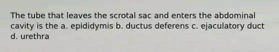 The tube that leaves the scrotal sac and enters the abdominal cavity is the a. epididymis b. ductus deferens c. ejaculatory duct d. urethra