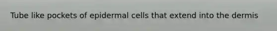 Tube like pockets of epidermal cells that extend into the dermis