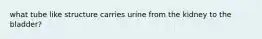 what tube like structure carries urine from the kidney to the bladder?