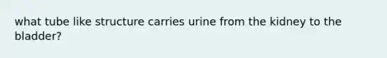 what tube like structure carries urine from the kidney to the bladder?